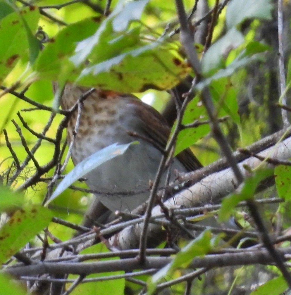 drozd hnědavý - ML642974189