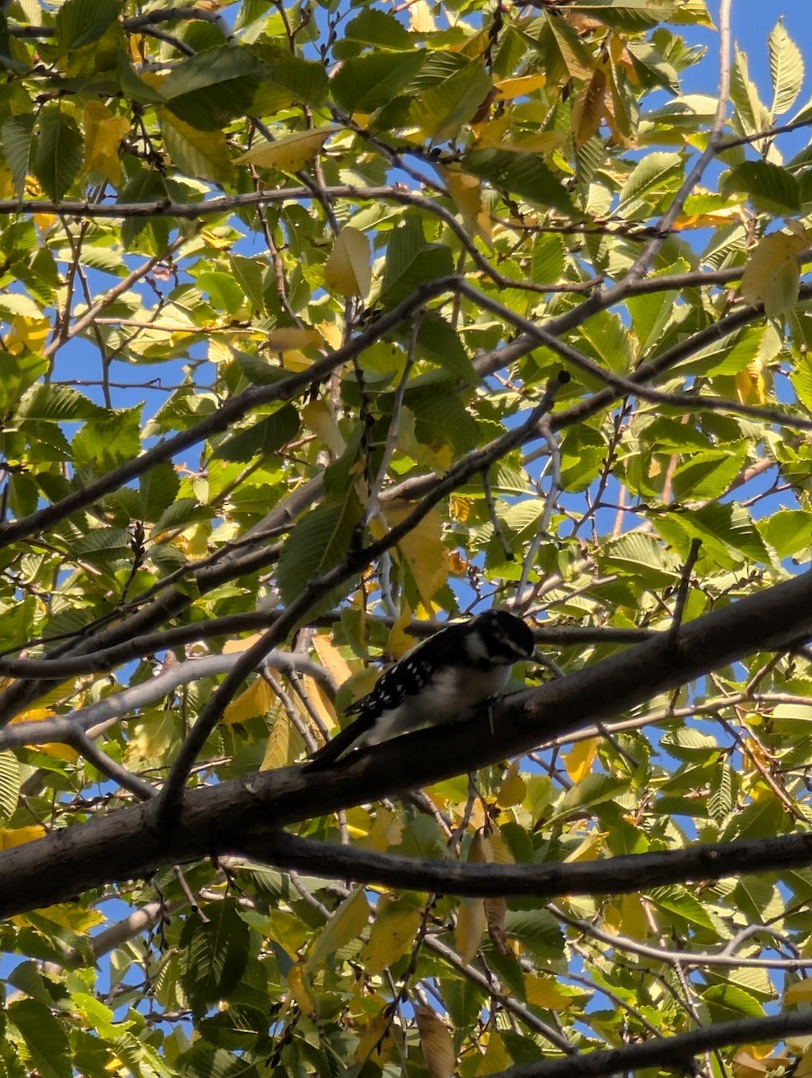 Downy Woodpecker - ML642974190