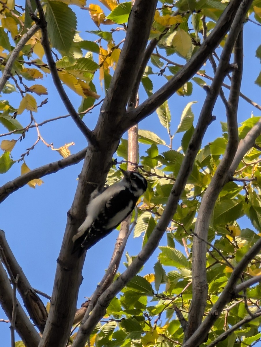 Downy Woodpecker - ML642974191