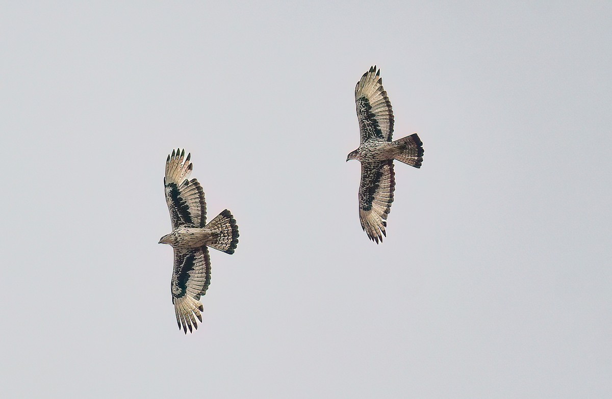 African Hawk-Eagle - ML642974210