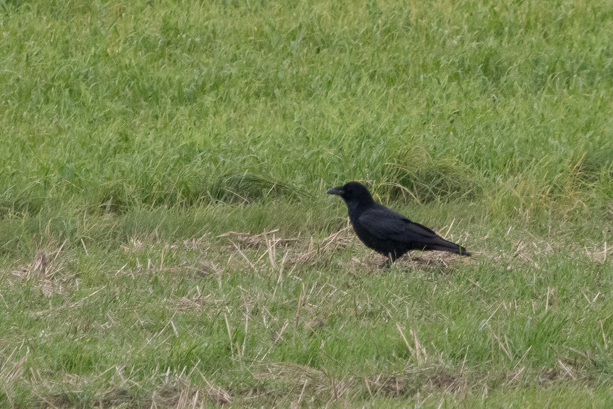 Carrion Crow - ML642974211