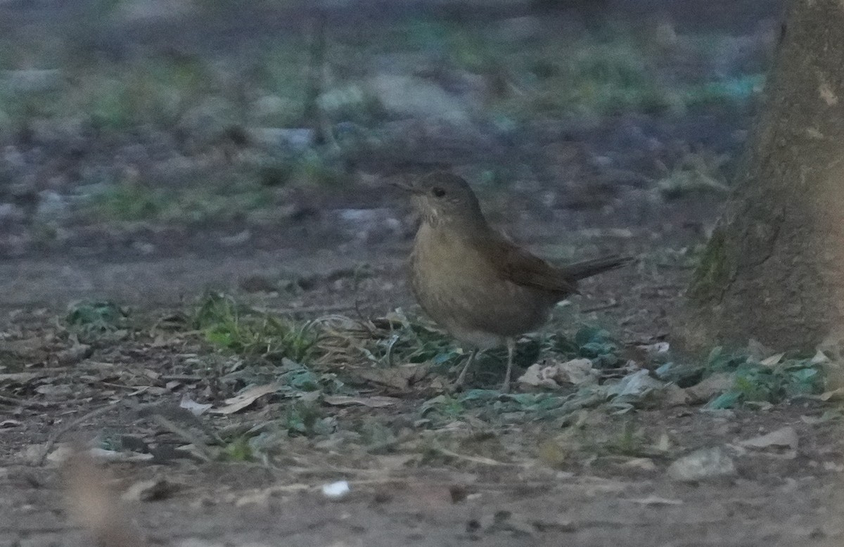 Pale-breasted Thrush - ML642974213