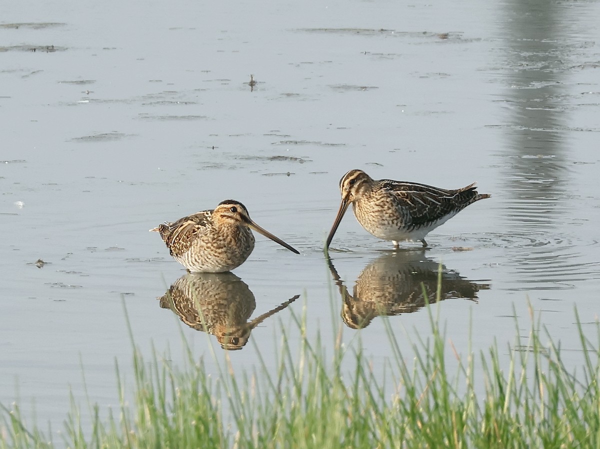 Common Snipe - ML642974227