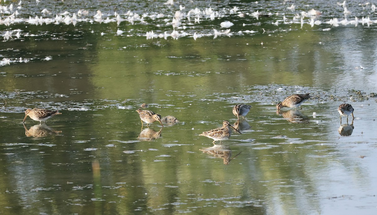Common Snipe - ML642974228