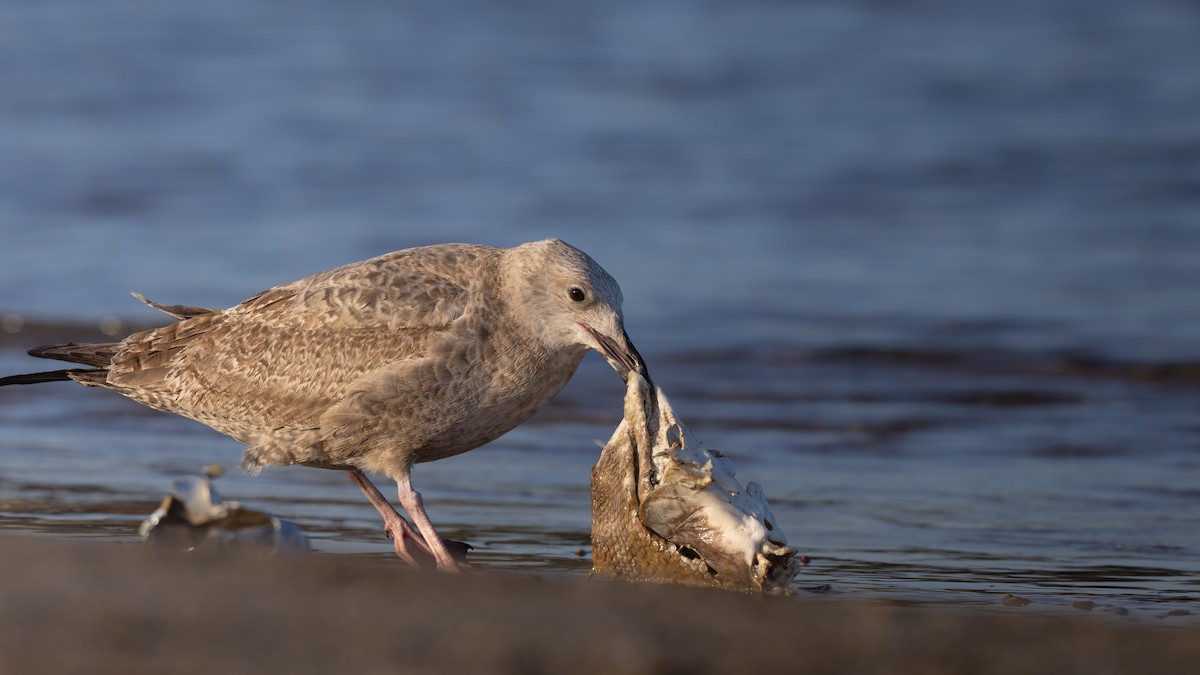 American Herring Gull - ML642974229