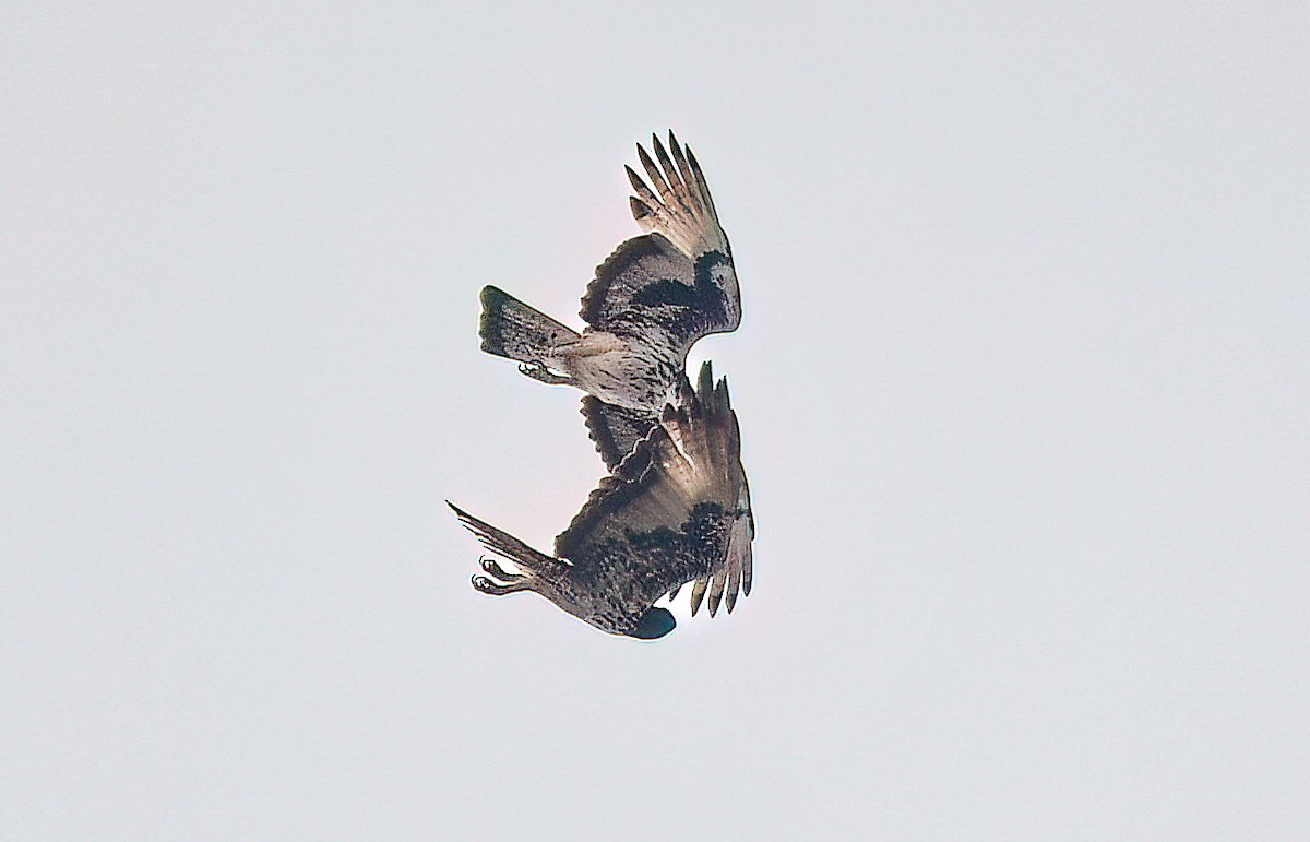 African Hawk-Eagle - ML642974235