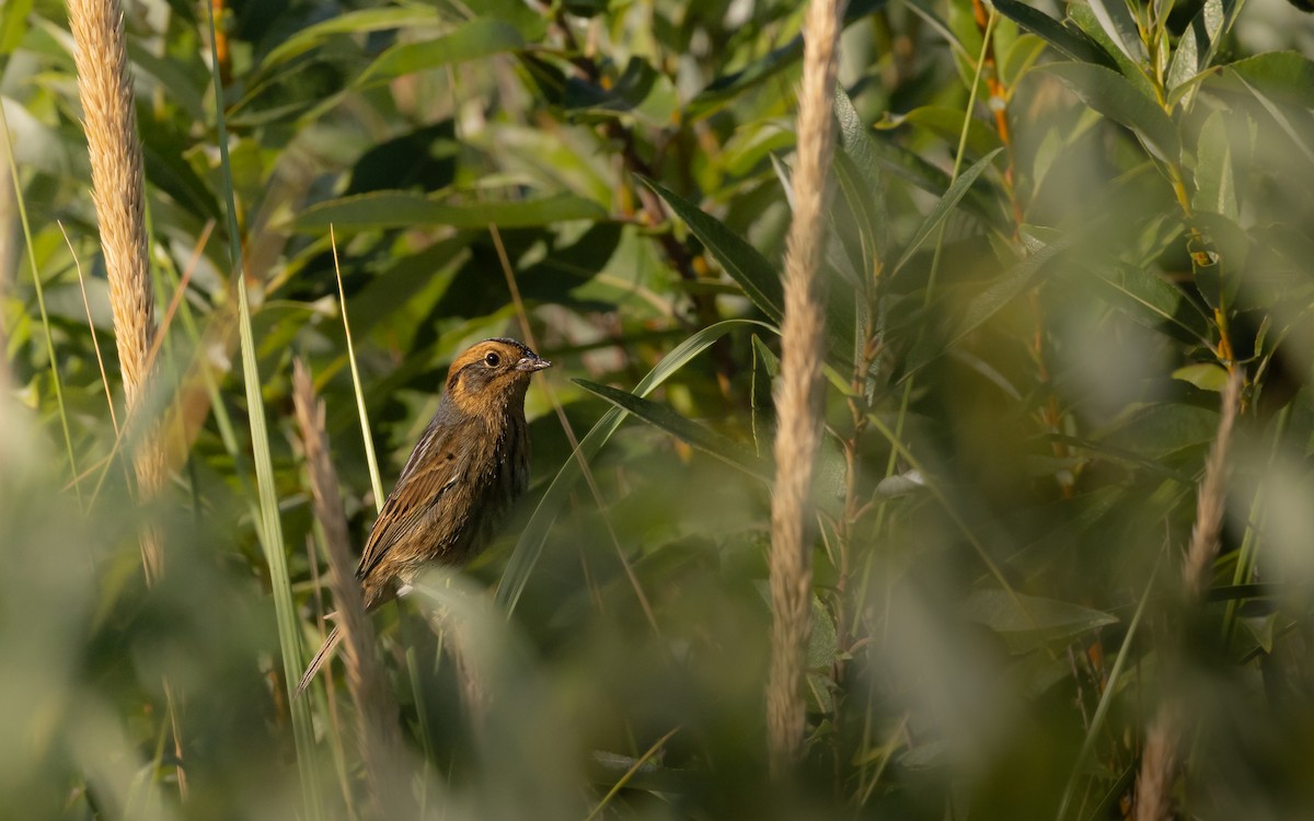 Nelson's Sparrow - ML642974241