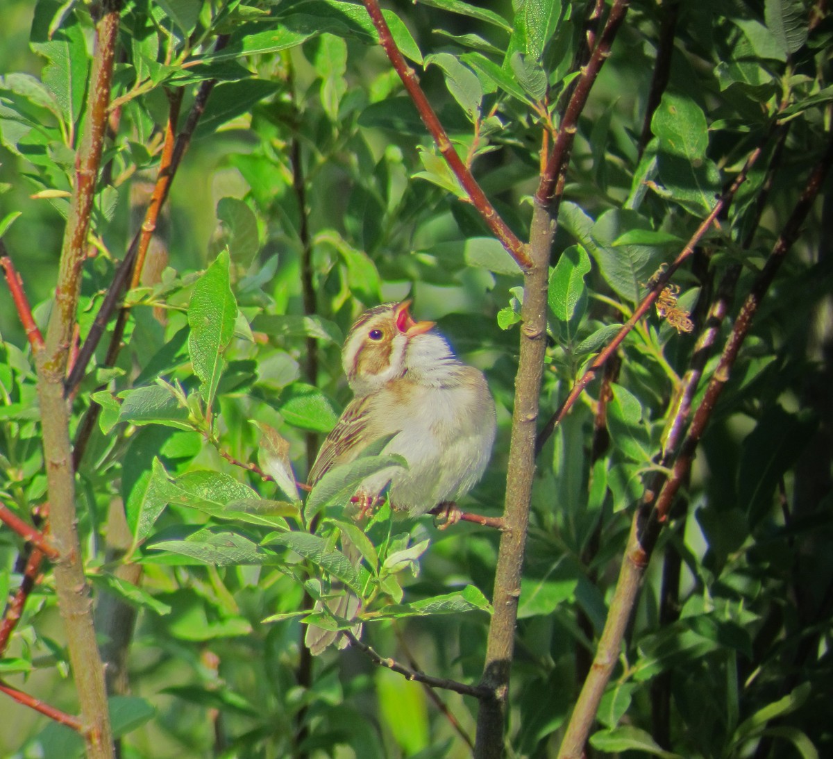 Clay-colored Sparrow - ML642974243