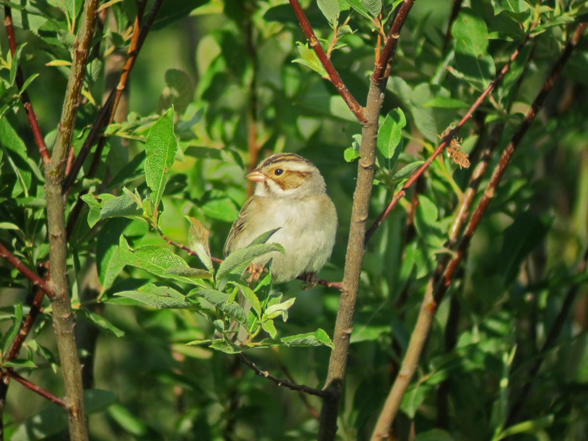 Clay-colored Sparrow - ML642974244