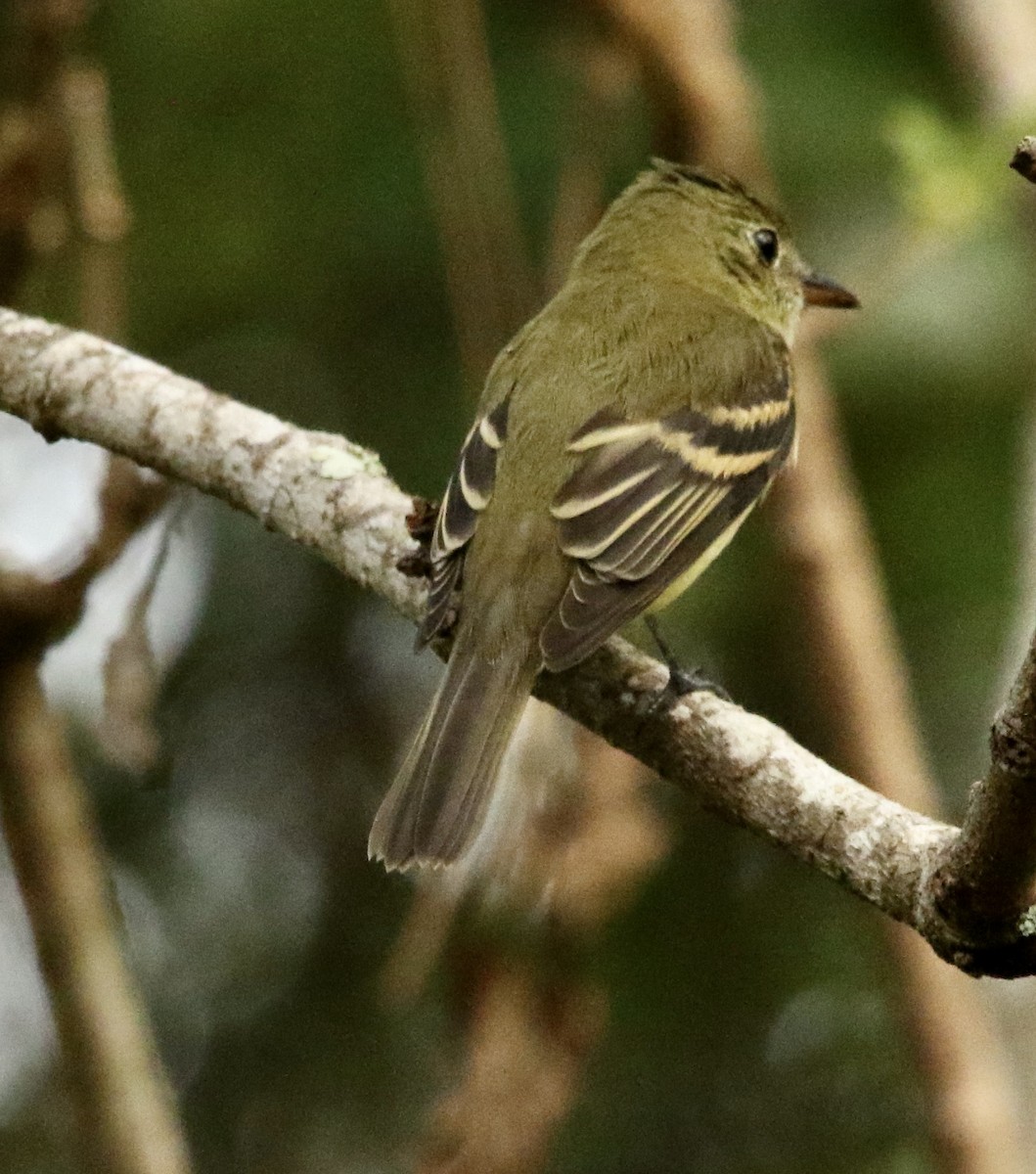 new world flycatcher sp. - ML642974246