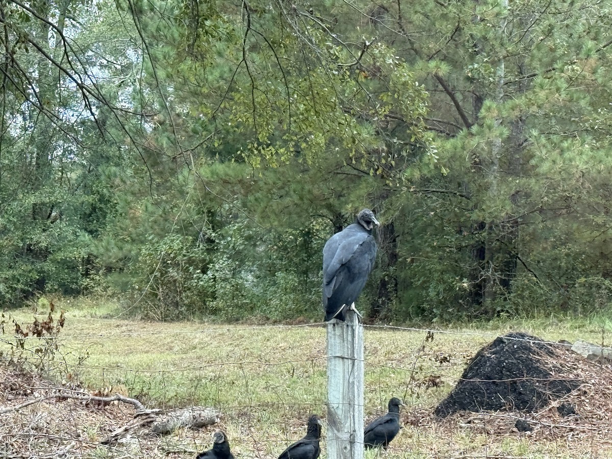 svartkondor - ML642974248