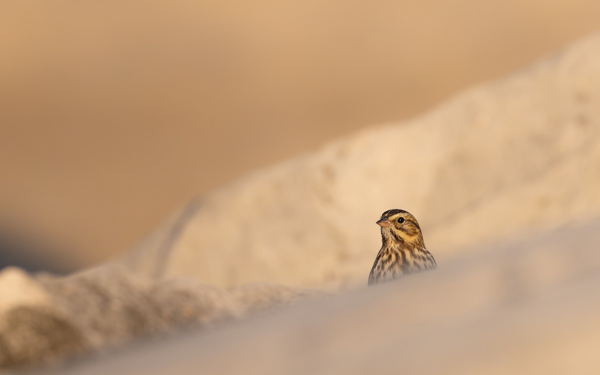 Savannah Sparrow - ML642974251