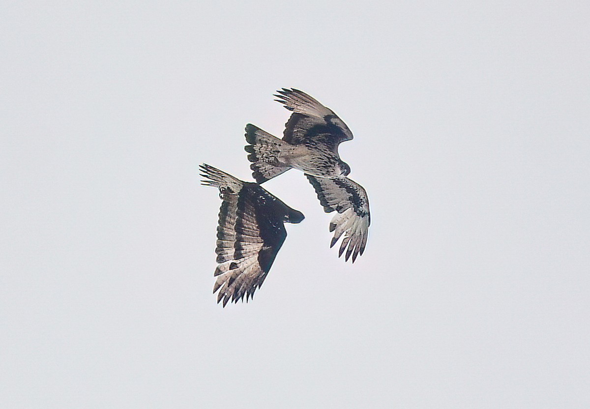 African Hawk-Eagle - ML642974252