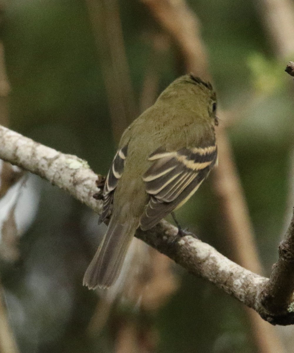 new world flycatcher sp. - ML642974254