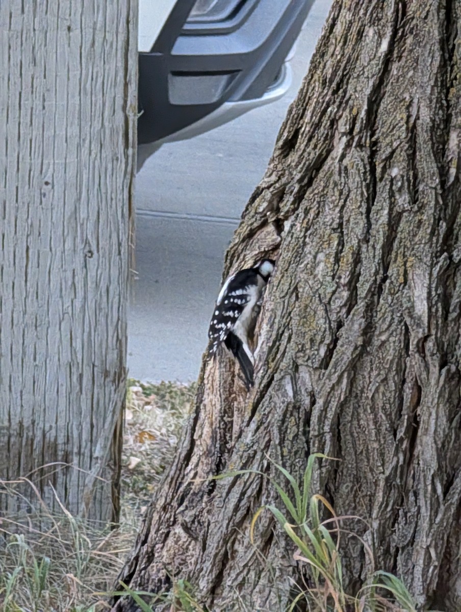 Downy Woodpecker - ML642974256