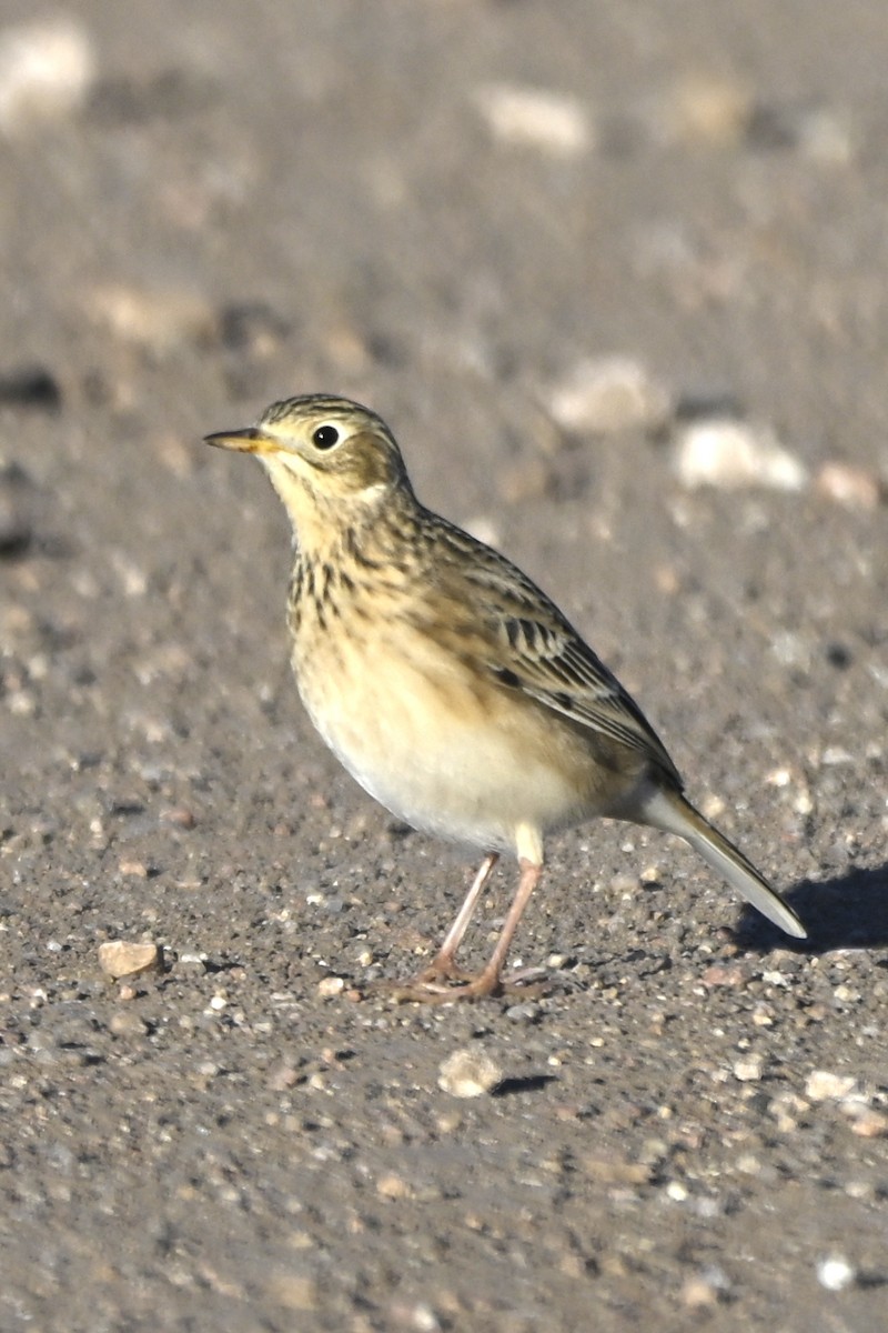 Pipit de Sprague - ML642974257
