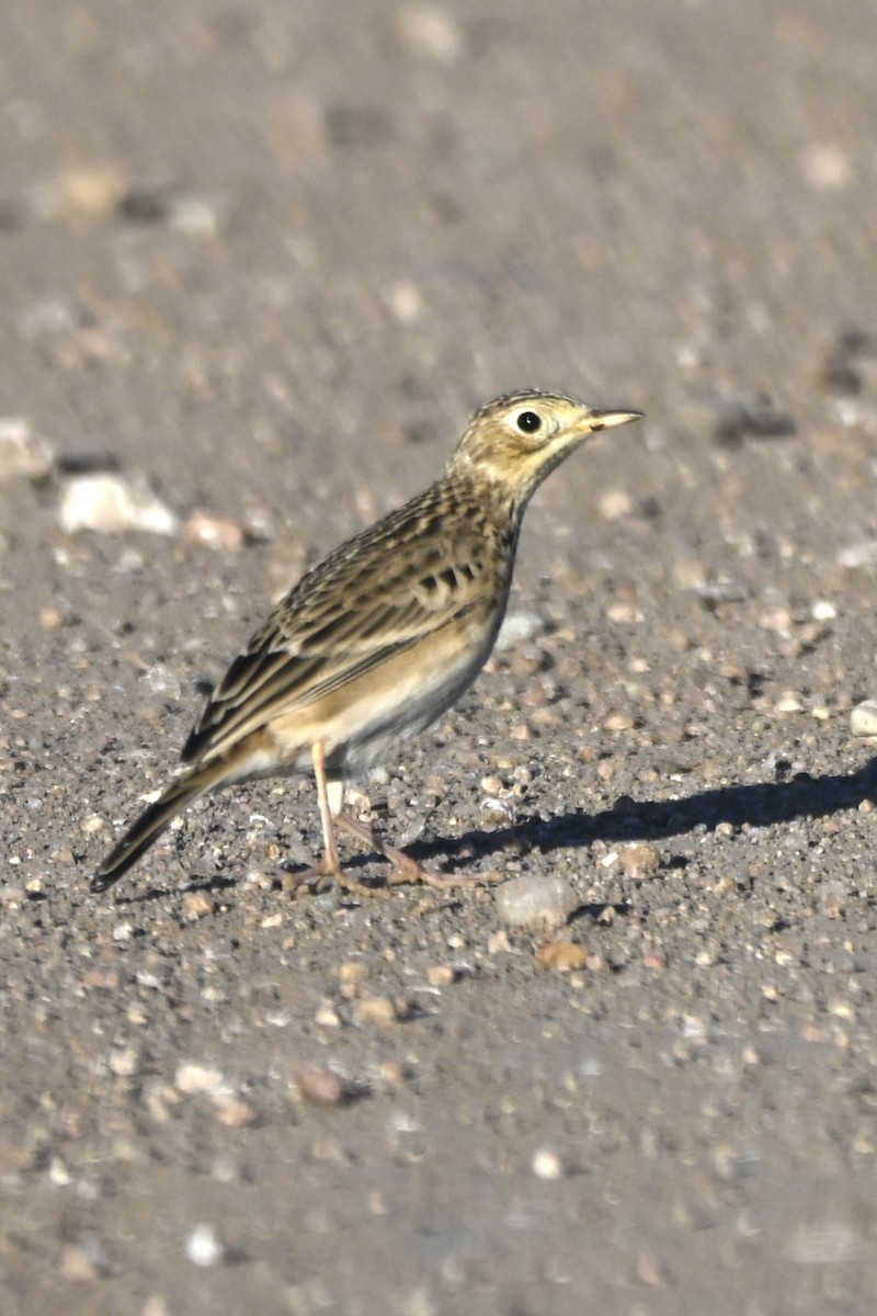 Pipit de Sprague - ML642974258