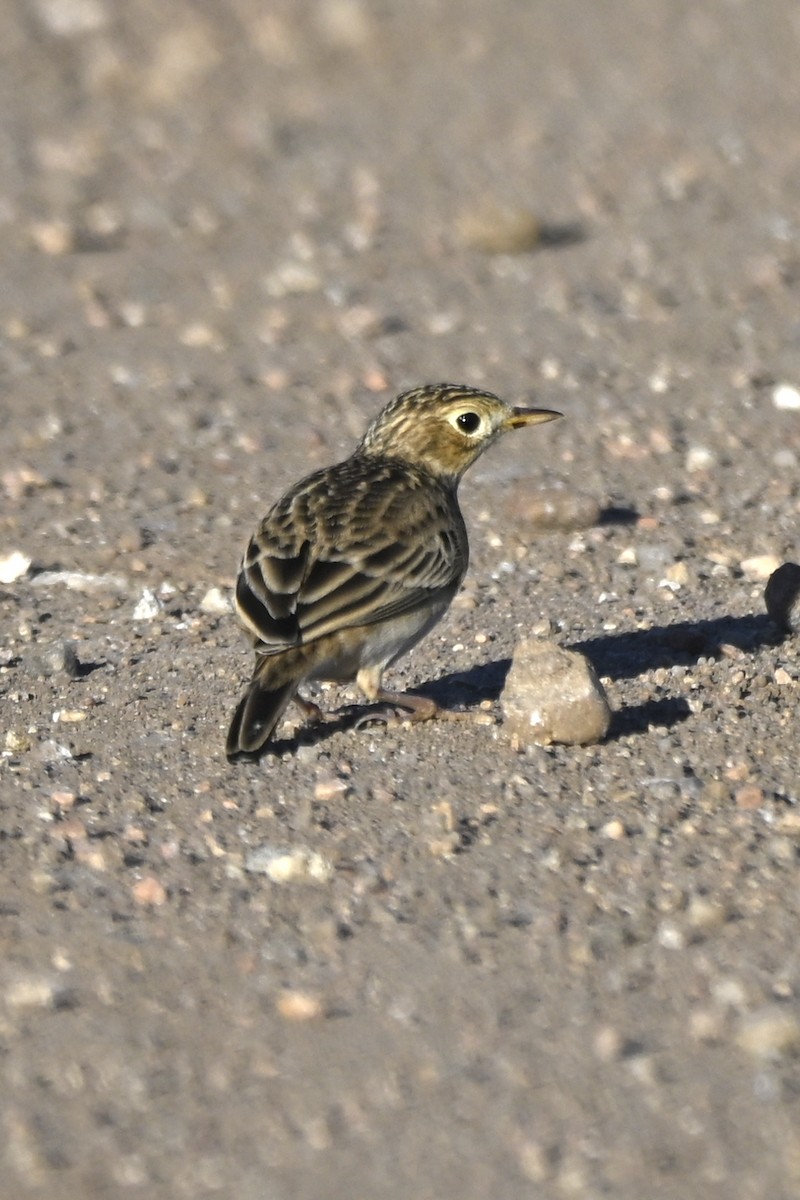 Pipit de Sprague - ML642974259