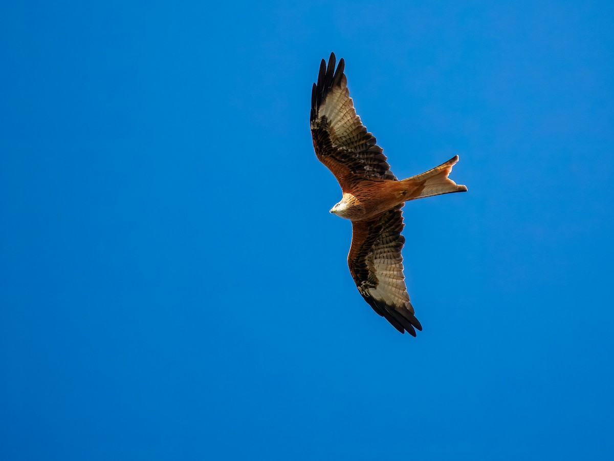 Red Kite - ML642974263