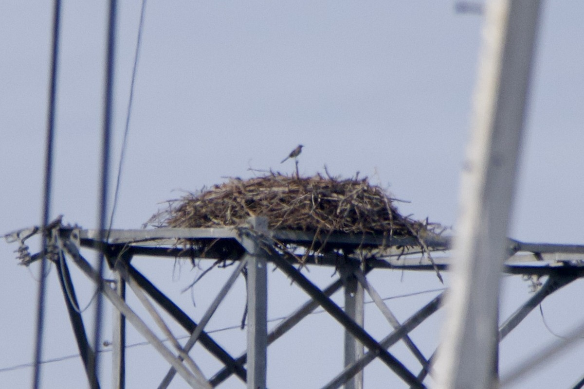 Northern Mockingbird - ML642974265