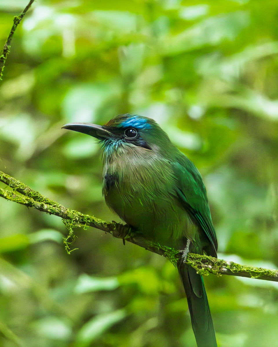 Keel-billed Motmot - ML642974269