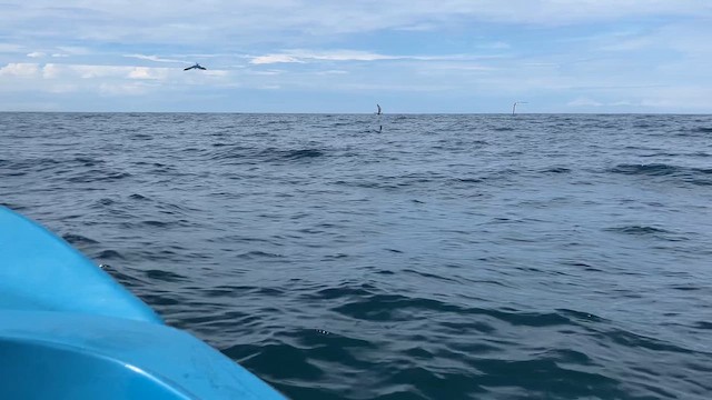 Bridled Tern - ML642974270