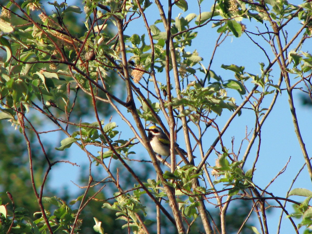 Golden-winged Warbler - ML642974271
