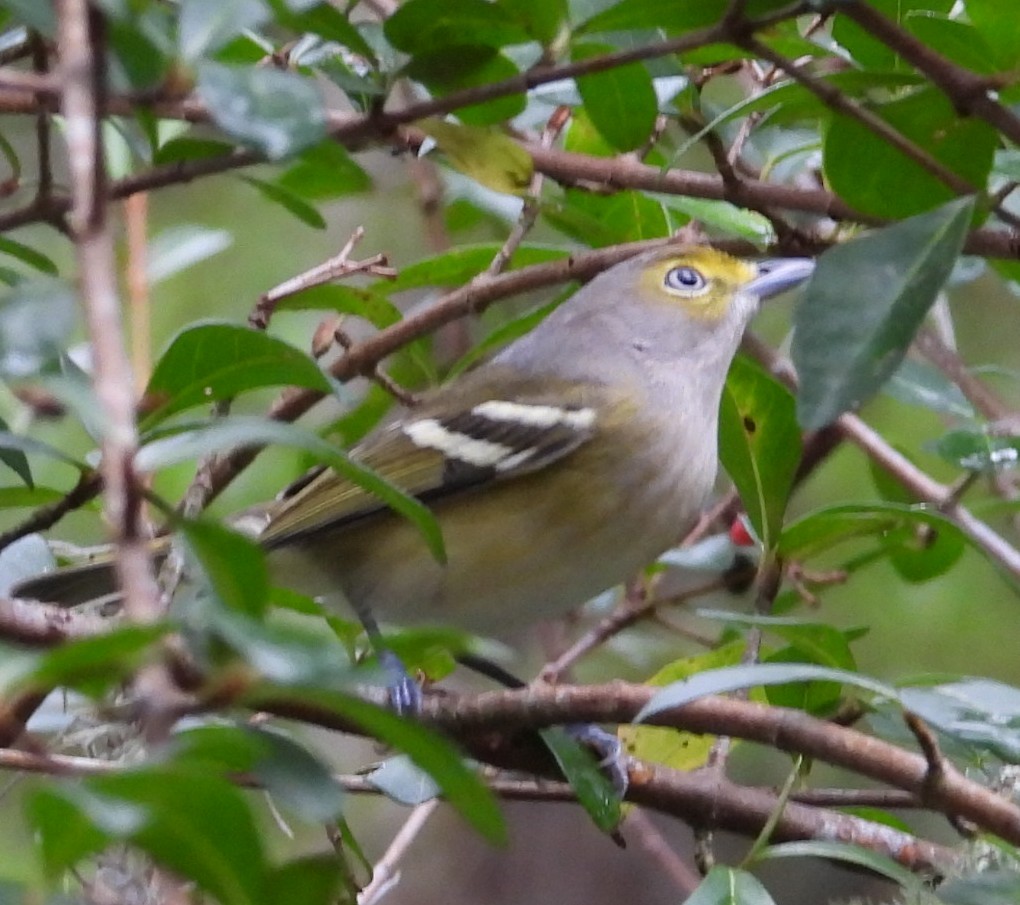 White-eyed Vireo - ML642974291