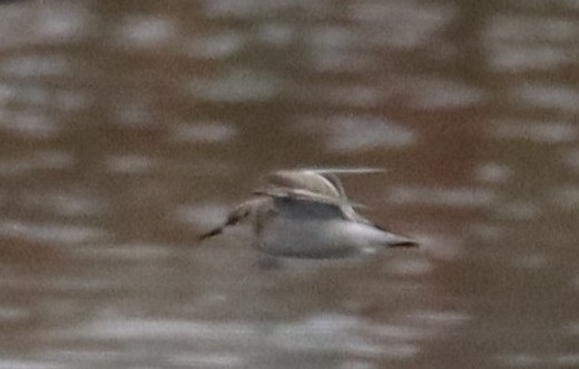 dvergsnipe - ML642974294