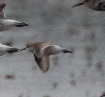 dvergsnipe - ML642974296
