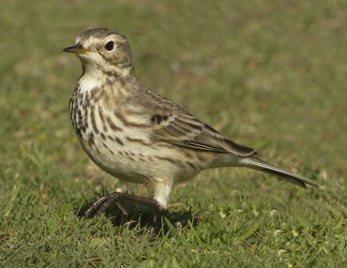 American Pipit - ML642974300