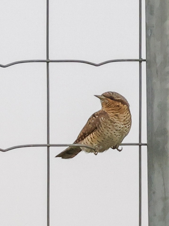 Eurasian Wryneck - ML642974301