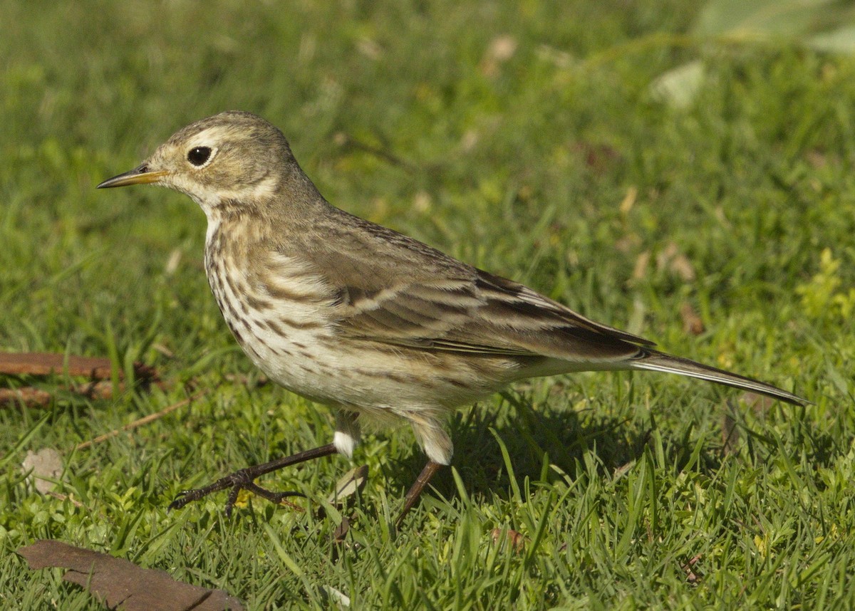American Pipit - ML642974302