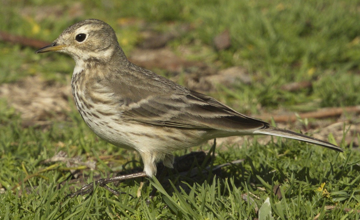 American Pipit - ML642974305