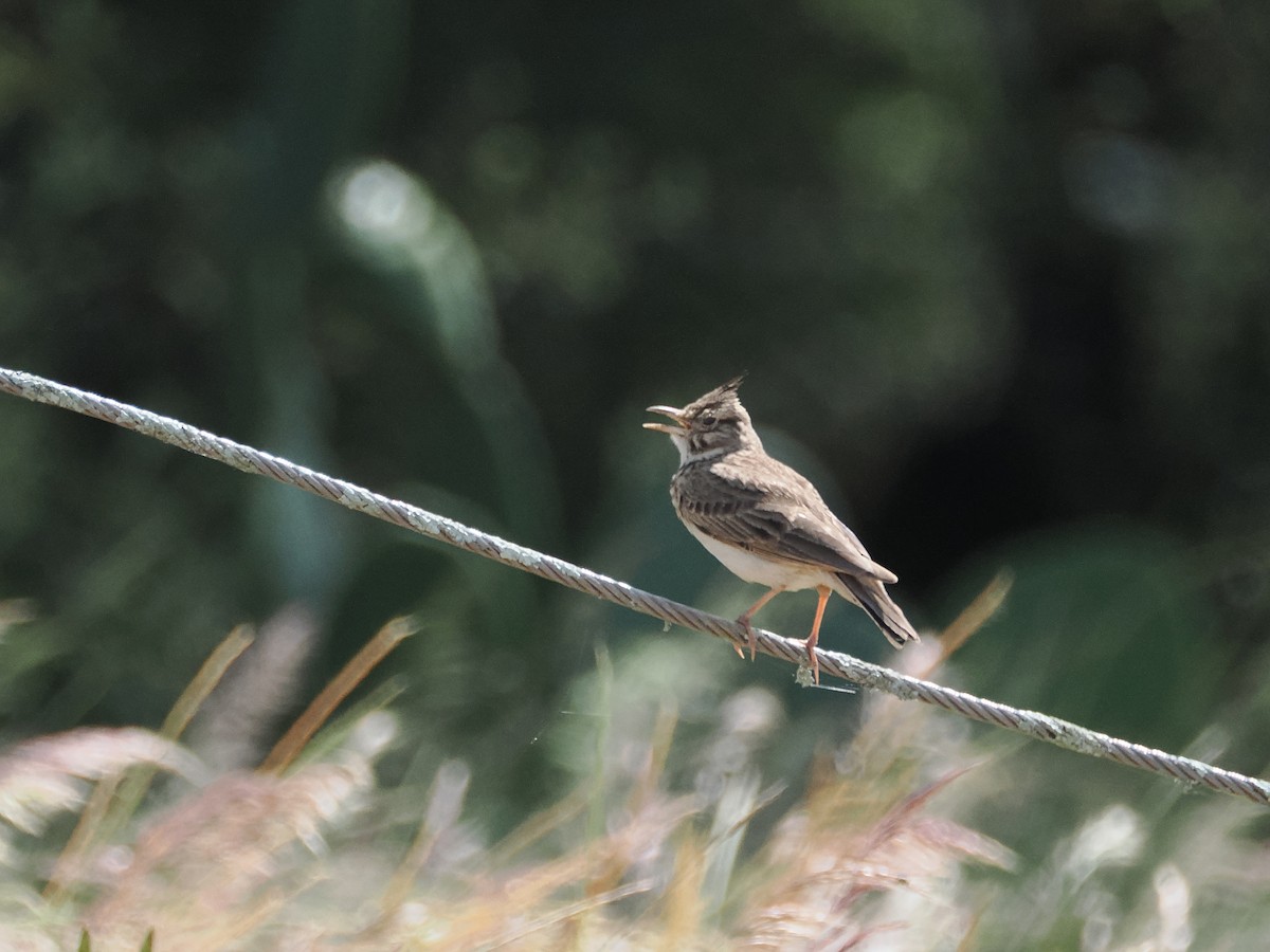Crested Lark - ML642974306