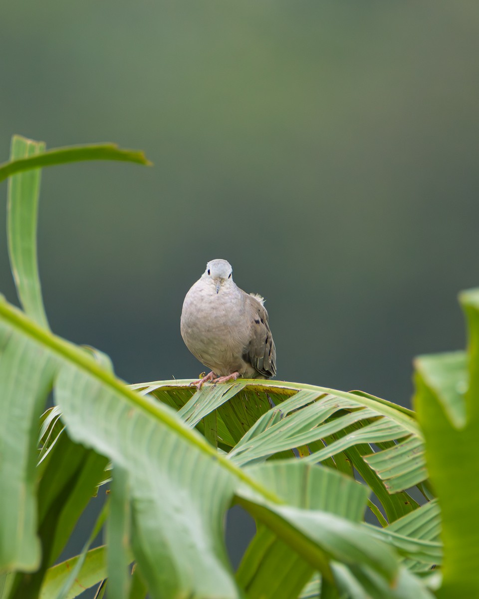 Plain-breasted Ground Dove - ML642974310