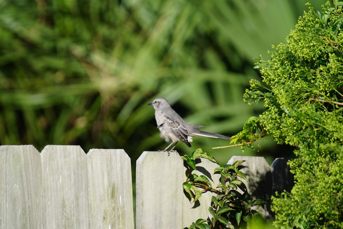 Northern Mockingbird - ML642974322