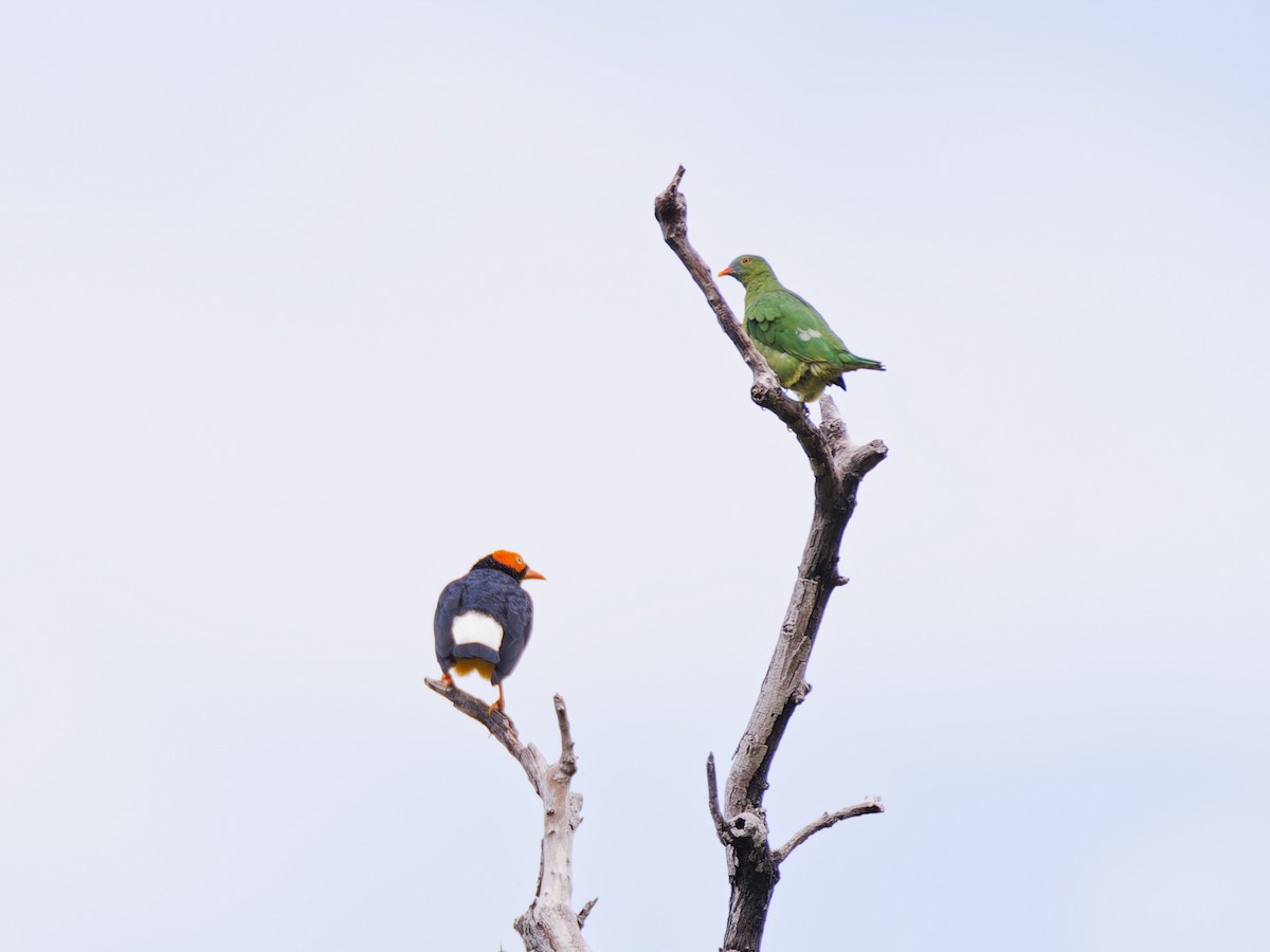 Yellow-faced Myna - ML642974334