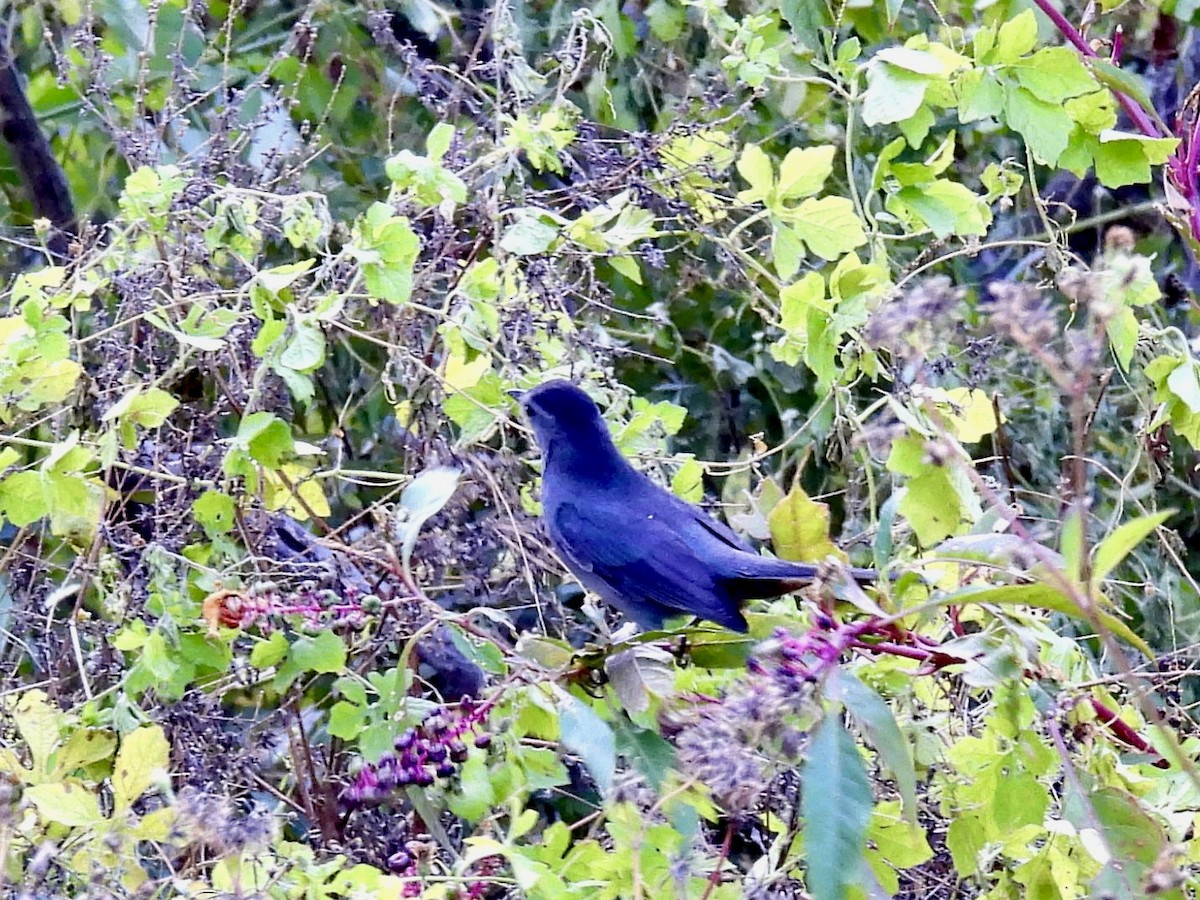 Gray Catbird - ML642974356