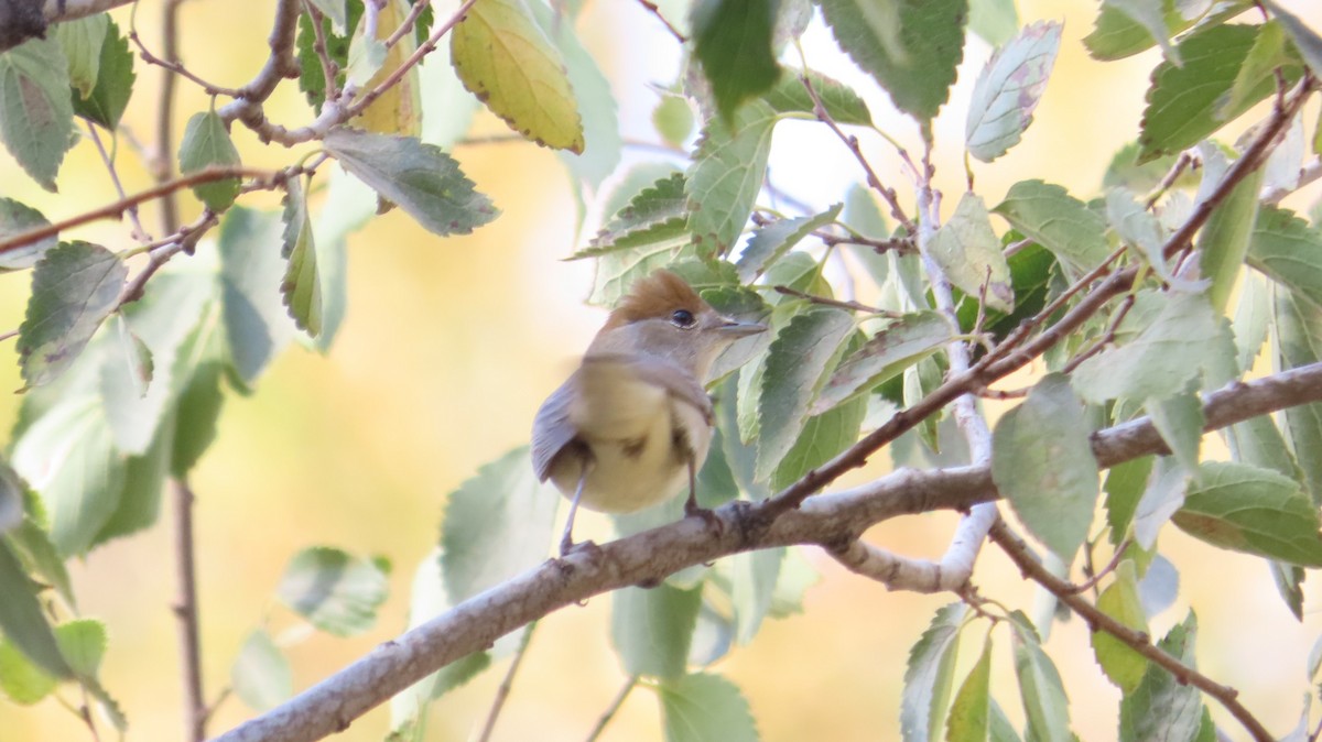 Eurasian Blackcap - ML642974364