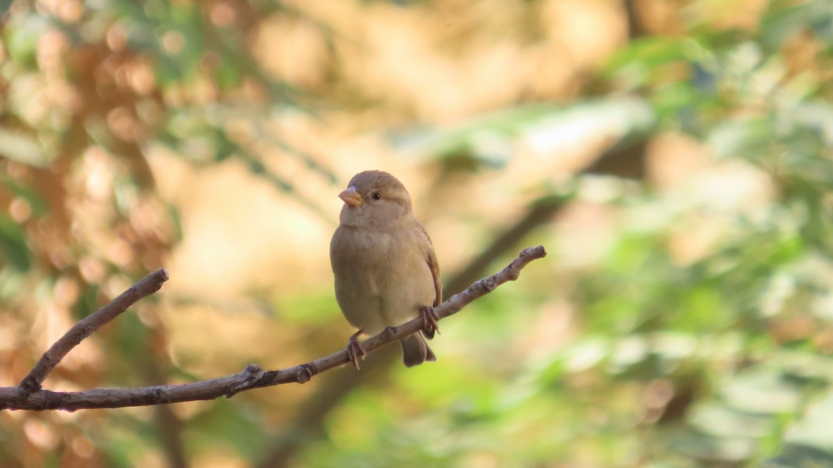 House Sparrow - ML642974368
