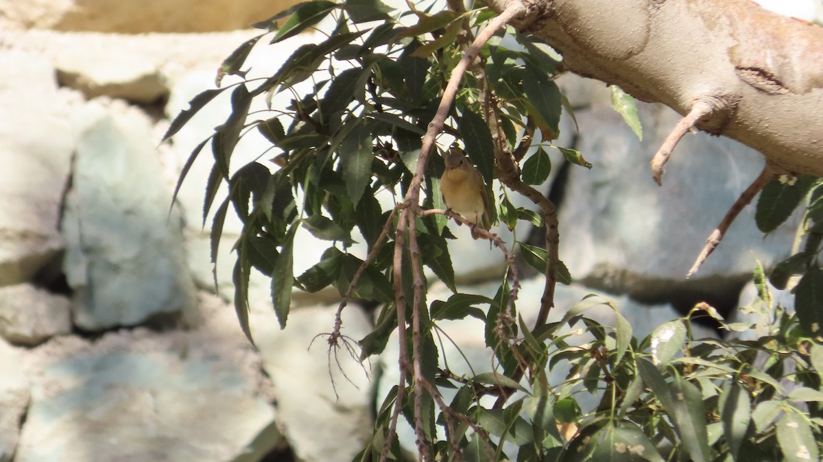 Red-breasted Flycatcher - ML642974372