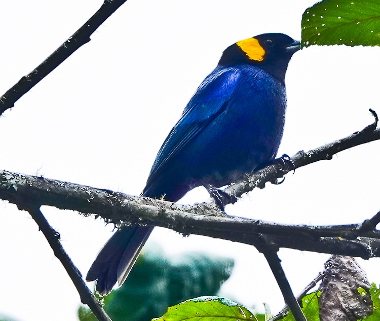 Yellow-scarfed Tanager - ML642974374