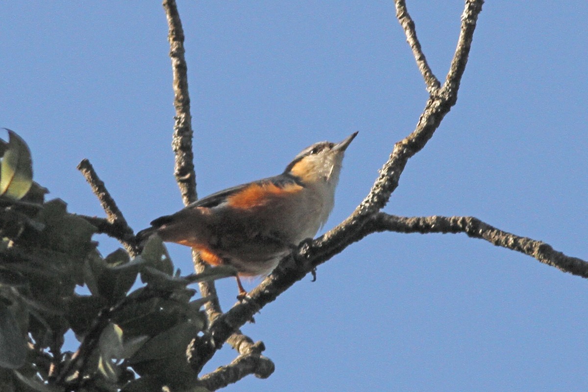 White-tailed Nuthatch - ML642974375