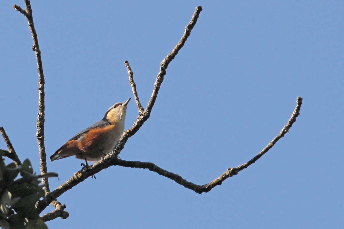 White-tailed Nuthatch - ML642974376