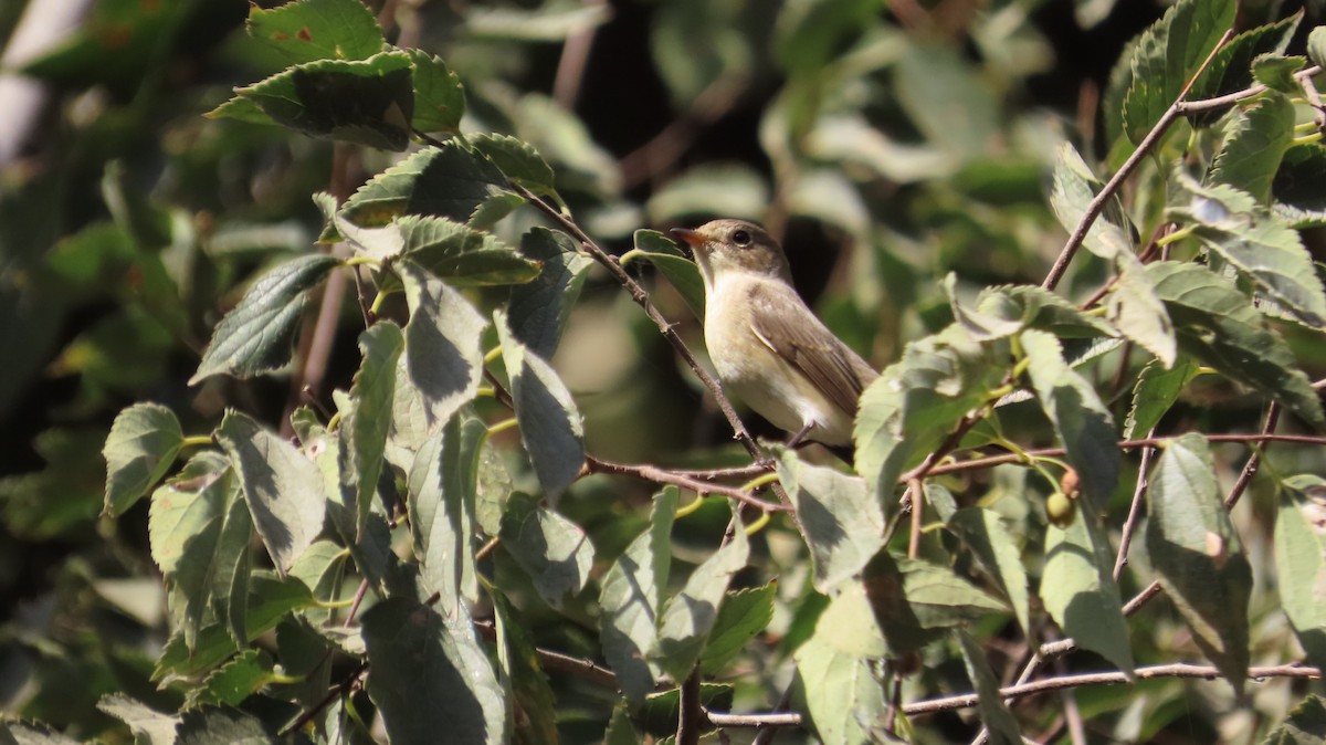 Red-breasted Flycatcher - ML642974378
