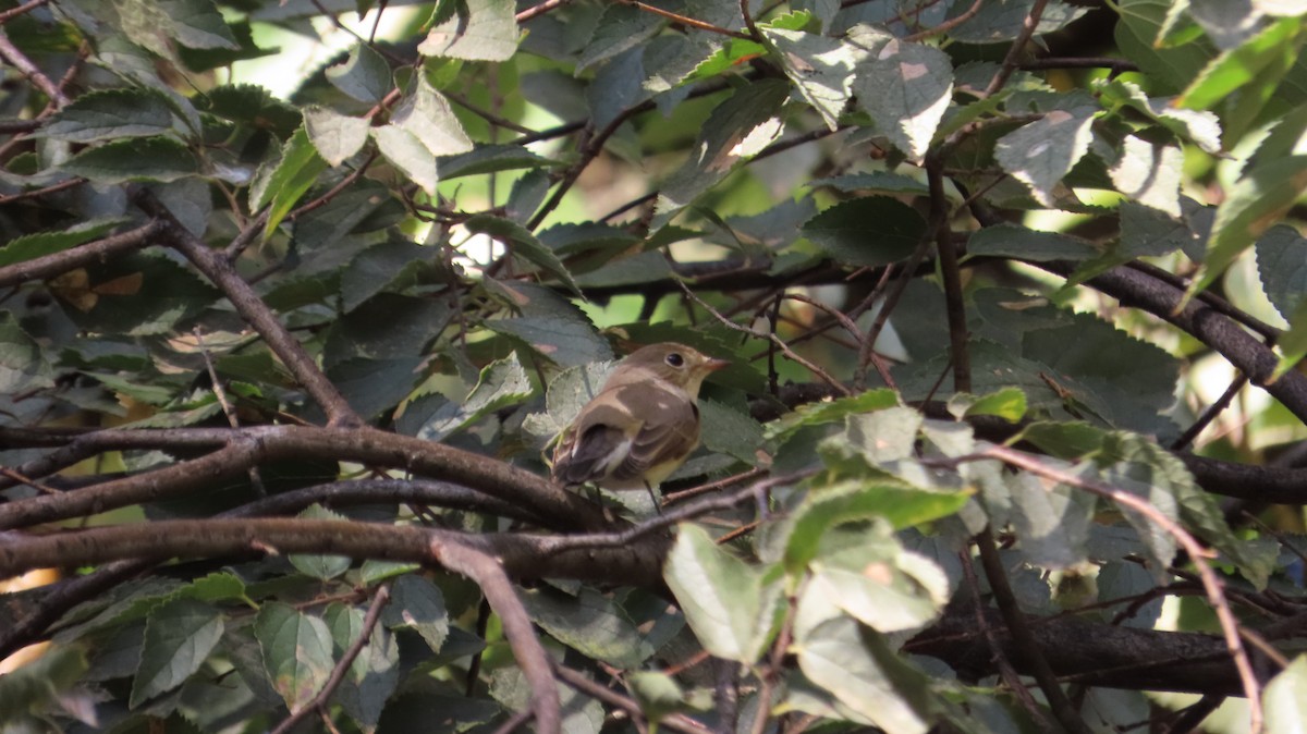 Red-breasted Flycatcher - ML642974379