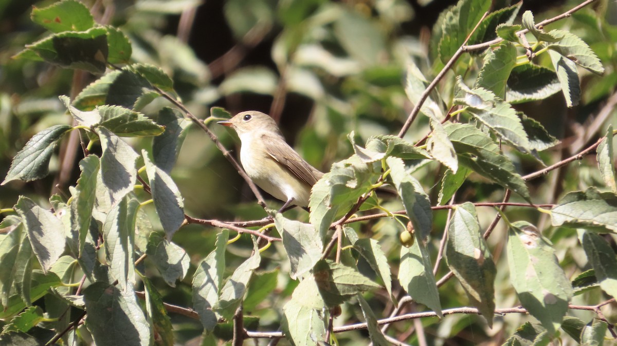 Red-breasted Flycatcher - ML642974380