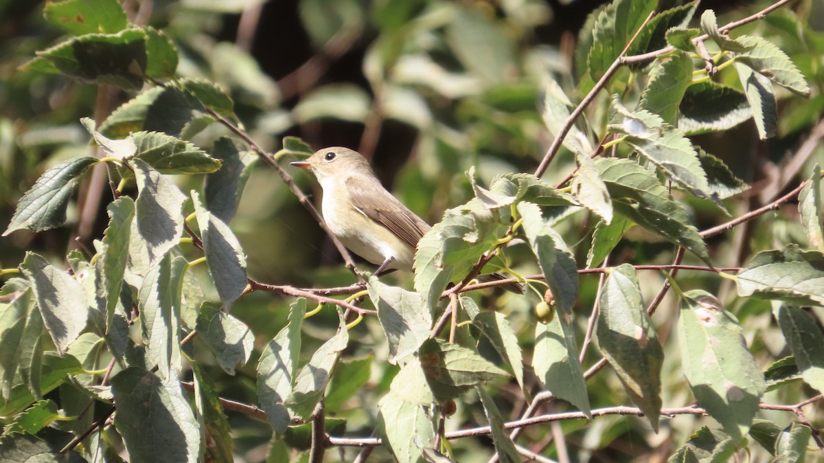 Red-breasted Flycatcher - ML642974381