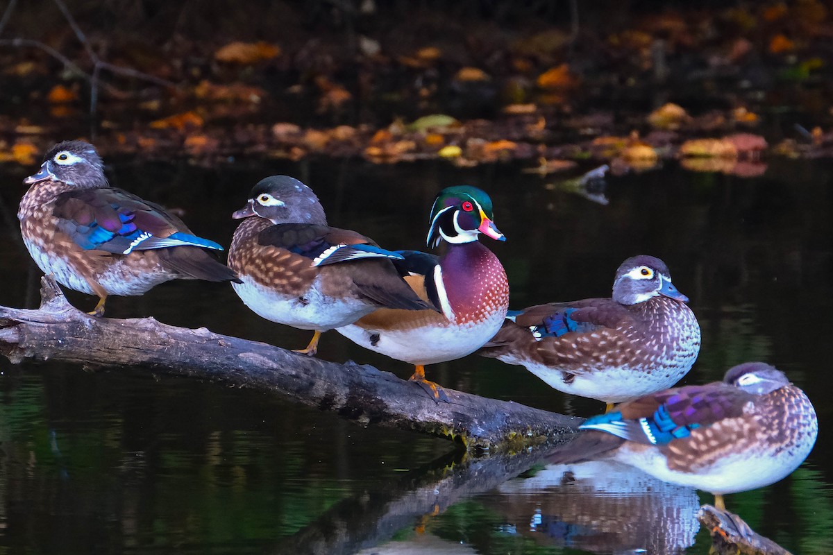 Wood Duck - ML642974384